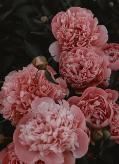 藕粉色牡丹花图片 藕粉色牡丹花图片