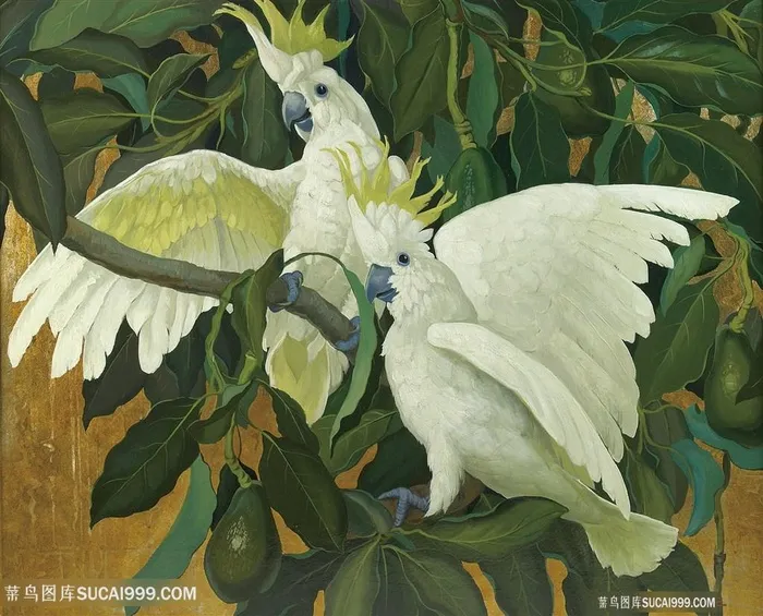 白色鹦鹉高清装饰画