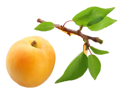 杏 (8)水果超市商品白底图免抠实物摄影png格式图片透明底