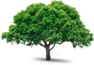 树木免扣图片 