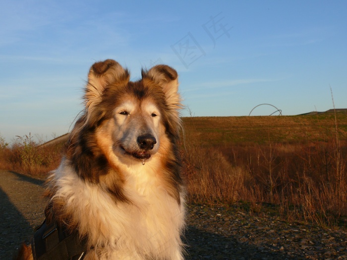 苏格兰牧羊犬图片