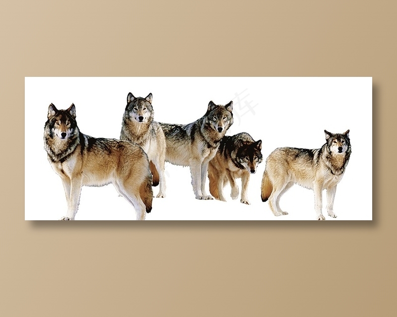 五匹狼的素材图片