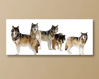 五匹狼的素材图片