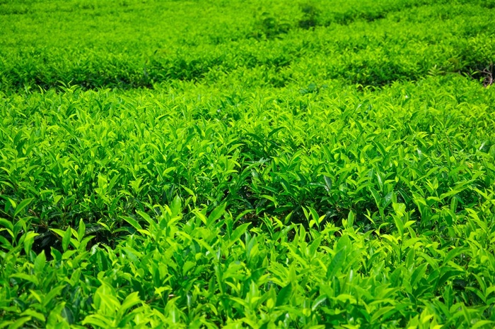 美丽的茶山茶园景色大图