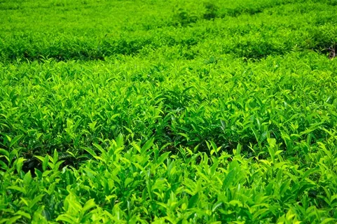 美丽的茶山茶园景色大图 美丽的茶山茶园景色大图