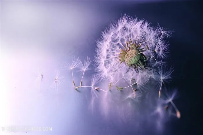 高清蒲公英鲜花图片