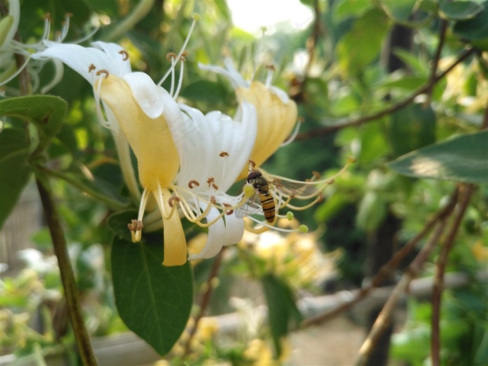 蜜蜂金银花图片