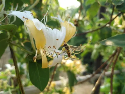 蜜蜂金银花图片