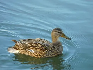 麻鸭浮水高清图片