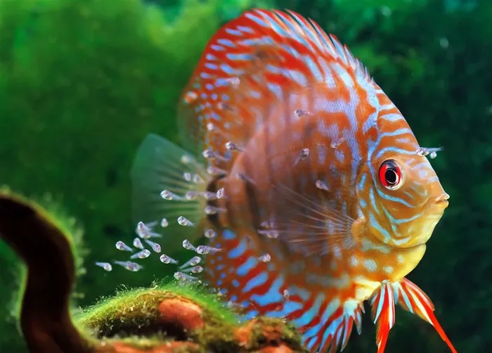 美丽的海底漂亮的鱼类大图