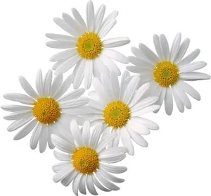 Camomiles PNG图像，免费花卉图片免抠