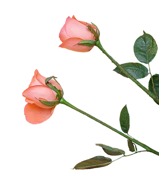 温馨浪漫玫瑰花情人节免扣