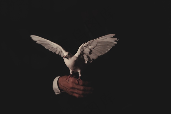 白色鸽子展翅图片