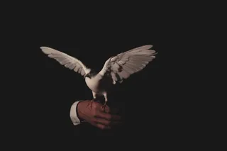 白色鸽子展翅图片