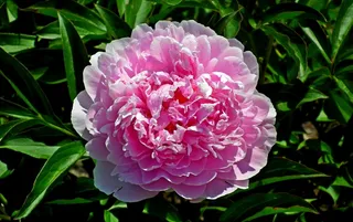 粉色牡丹花朵图片