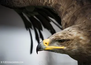 高清老鹰图片摄影图片