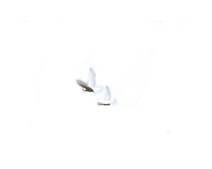 和平鸽免扣