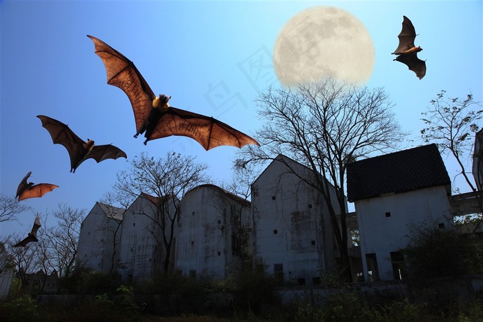 一群飞过房屋的蝙蝠