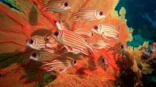 高清海洋鱼儿图片