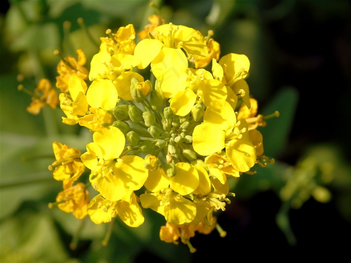 盛开的油菜花摄影素材