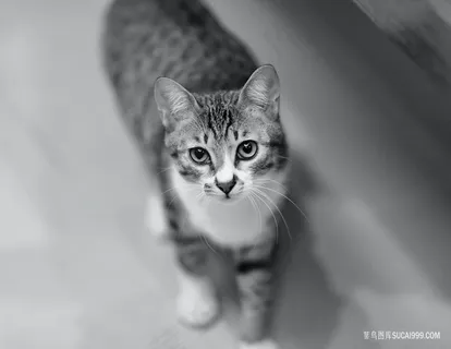 黑白照片狸花猫咪图片 黑白照片狸花猫咪图片