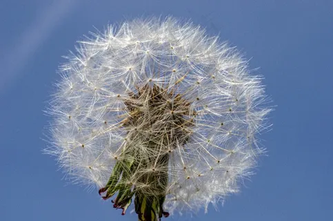 蒲公英高清花絮图片 蒲公英高清花絮图片