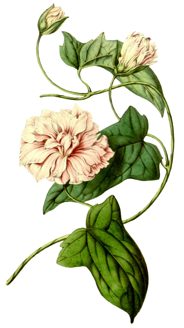 复古手绘植物花卉玫瑰花PNG免扣图案高清图片PS设计素材图