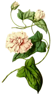 复古手绘植物花卉玫瑰花PNG免扣图案高清图片PS设计素材图