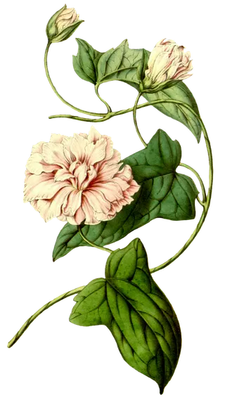 复古手绘植物花卉玫瑰花PNG免扣图案高清图片PS设计素材图