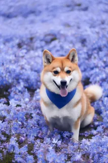 动物小狗治愈背景 动物小狗治愈背景