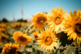 花田向日葵图片
