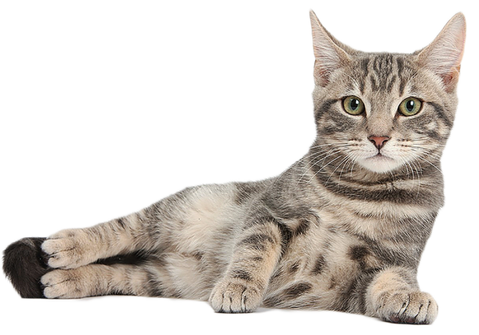 猫咪躺着妖娆