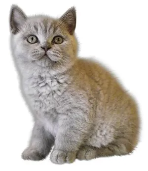 小猫png图片,免费下载图片免抠