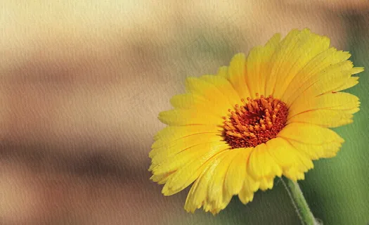 菊花背景桌面主题 菊花背景桌面主题