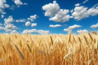 蓝天白云下成熟麦子近景高清细节摄影图