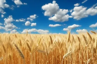 蓝天白云下成熟麦子近景高清细节摄影图