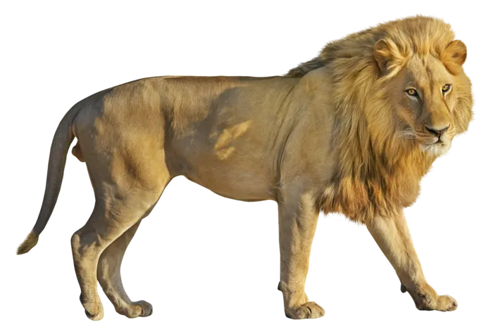 狮子动物实物