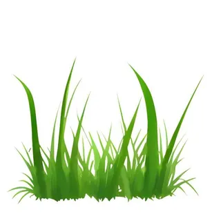 草丛叶子绿叶免抠