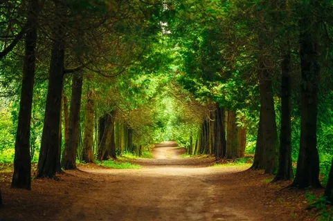 美丽神秘的森林小道