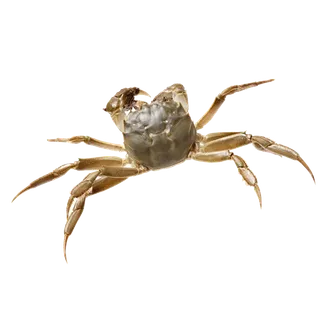 螃蟹(8)海鲜超市商品红酒白底图免抠实物摄影png格式图片透明底