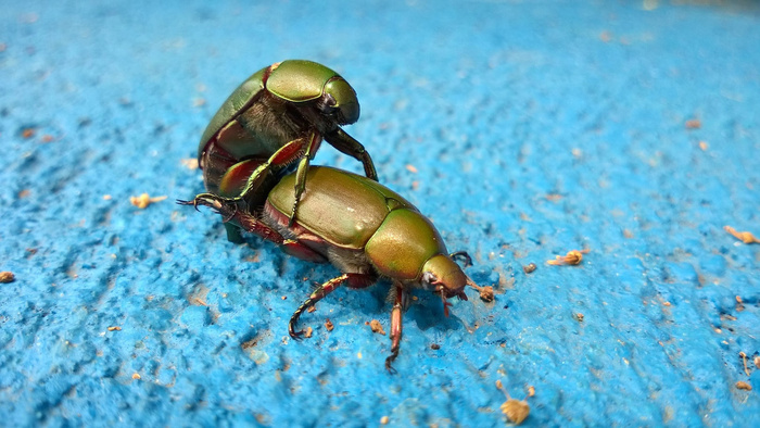 摄影 两个金甲虫 性暗示 蓝底 虫子 壁纸