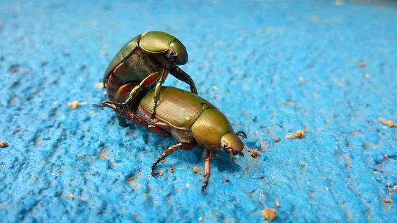 摄影 两个金甲虫 性暗示 蓝底 虫子 壁纸 摄影 两个金甲虫 性暗示 蓝底 虫子 壁纸