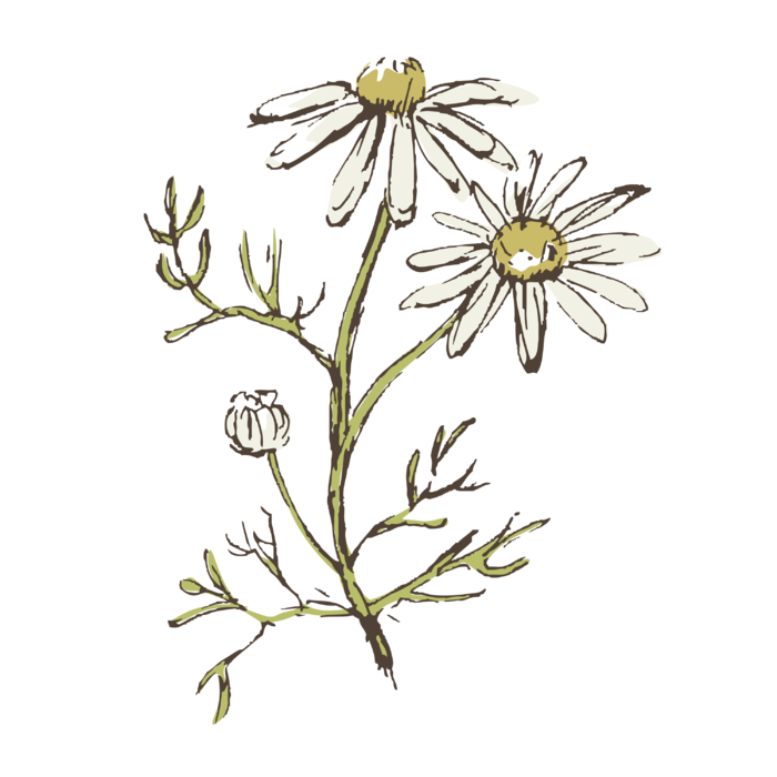 线条草本花卉手绘植物-花彩色1