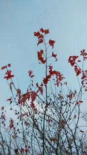 枫树枝上火红的枫叶 枫树枝上火红的枫叶