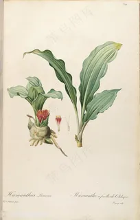 雷杜德原版高清树叶植物高清花草图谱 雷杜德原版高清树叶植物高清花草图谱