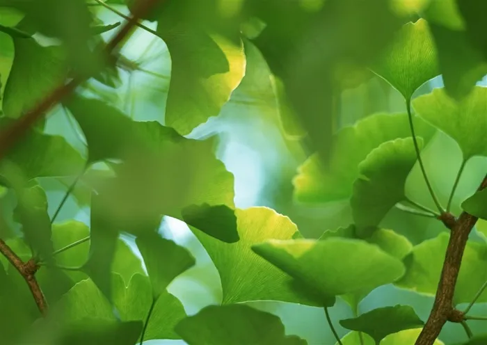 森林的树缝穿过的光春天风景jpg素材