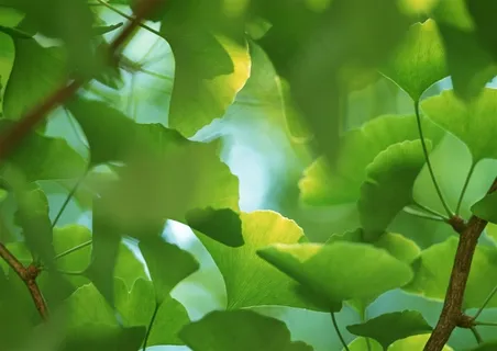 森林的树缝穿过的光春天风景jpg素材