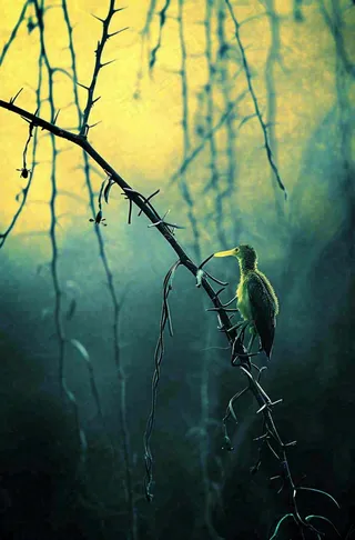 藤曼森林里面藤曼特写昏暗