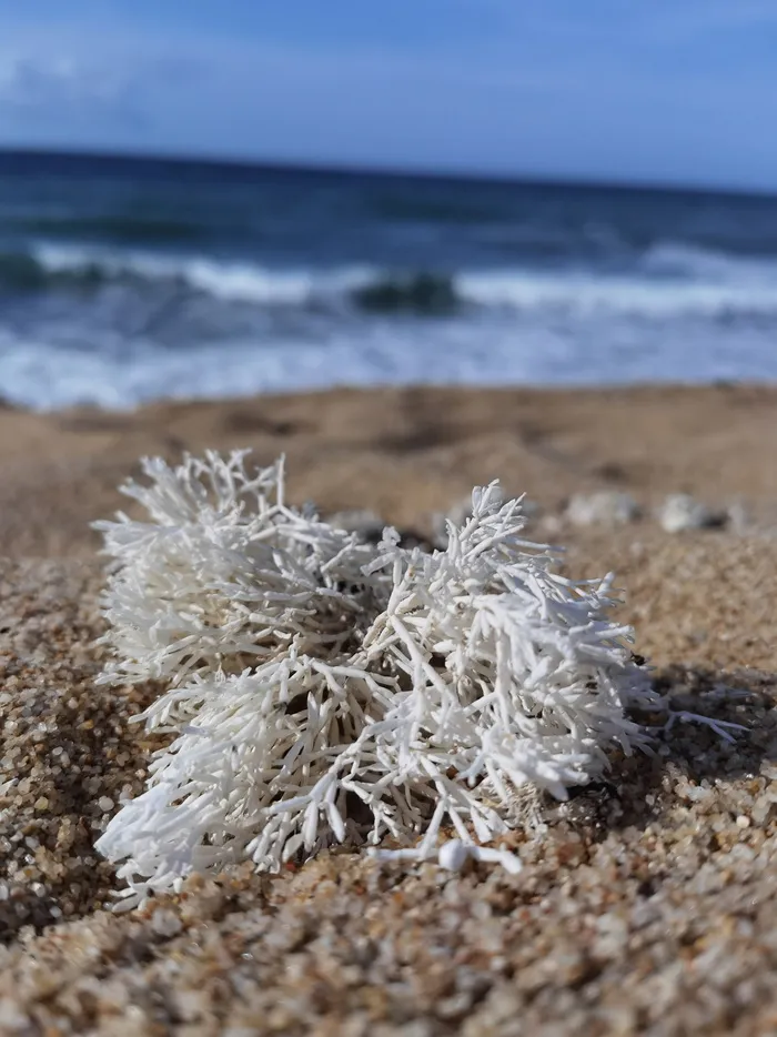 蓝色大海细沙海滩珊瑚