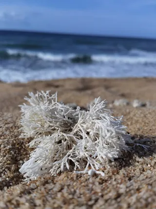 蓝色大海细沙海滩珊瑚